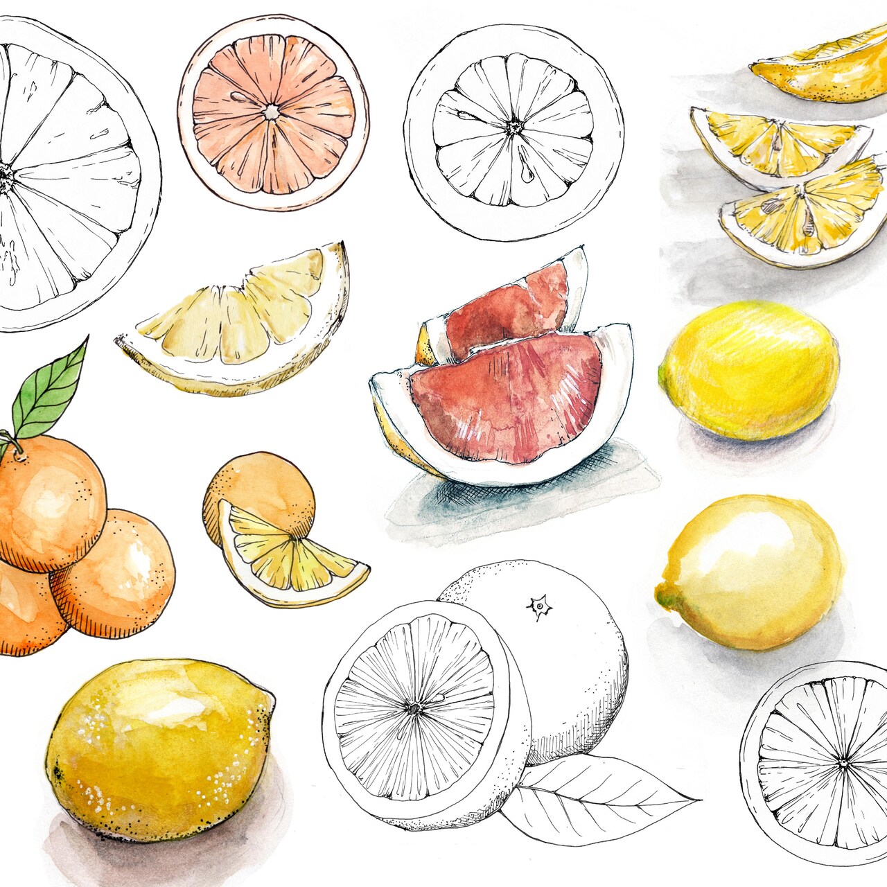 Sketch and Paint Citrus Fruits with Derwent